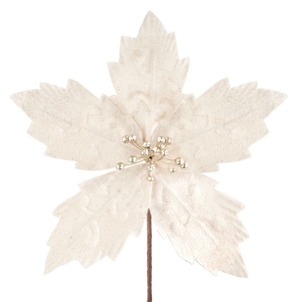 Fiore di Natale champagne Explosion Stellaire 20 cm