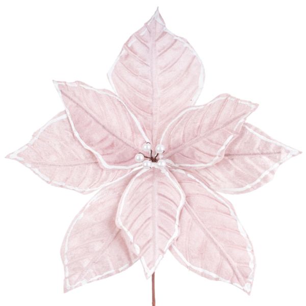 Fiore di Natale rosa Sommet de l'Himalaya 20 cm