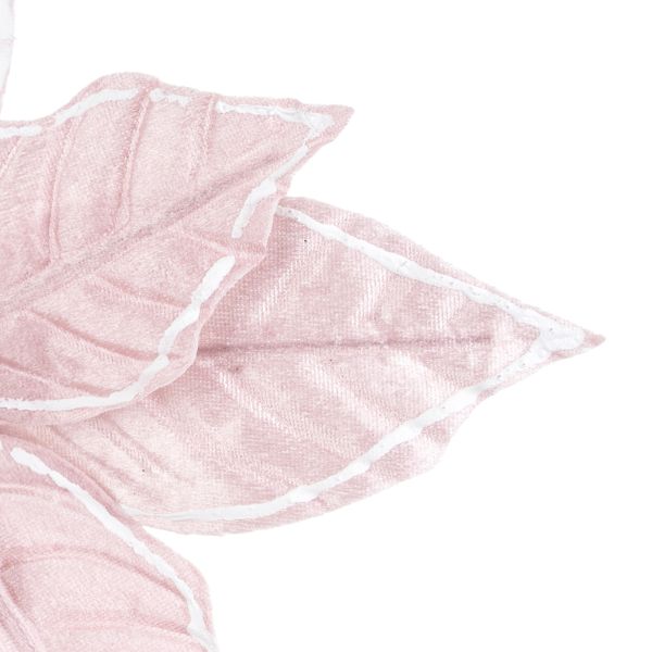 Fiore di Natale rosa Sommet de l'Himalaya 20 cm