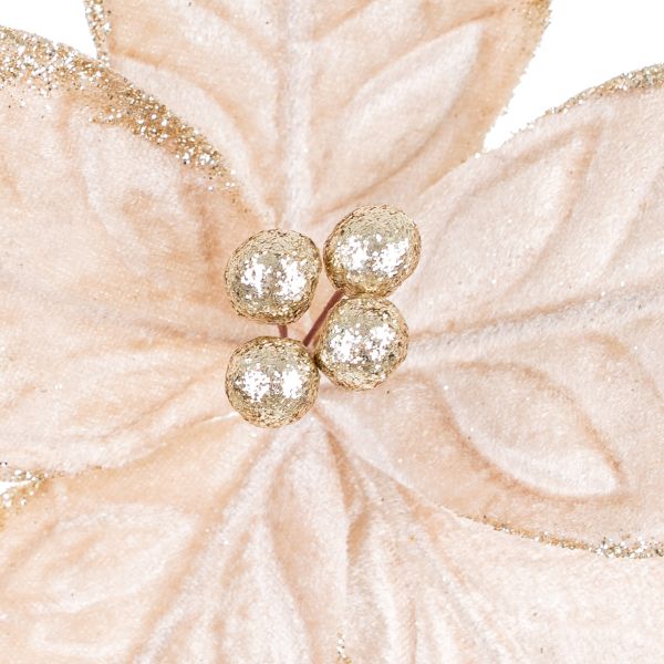 Fiore di Natale champagne Precious Harvest 20 cm