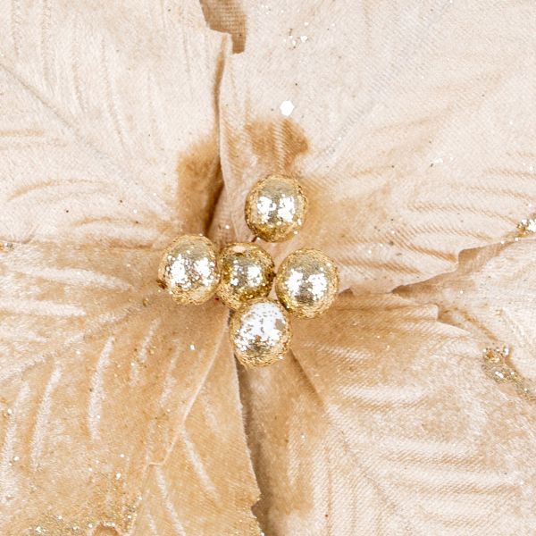 Fiore di Natale champagne Comet Rarity 22 cm