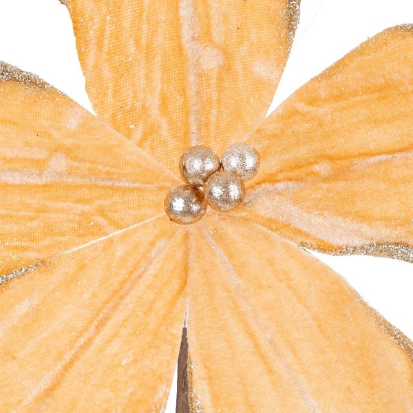 Fiore di Natale champagne True Love Path 20 cm