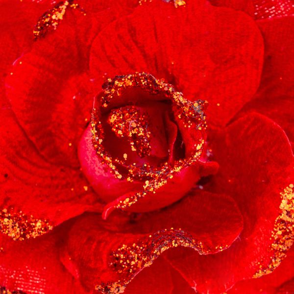 Rosa rossa Reine des Coeurs 13 cm