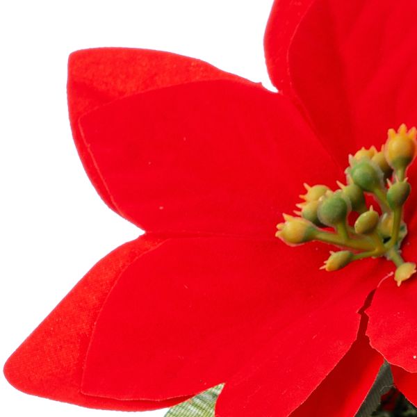 Stella di Natale Pensee sur Amour 16 cm